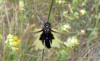 Ascalaphe