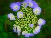 'blue dream'