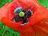 Coquelicot