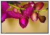 Orchid�e