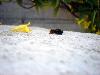 Abeille
