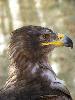 Aigle � Carcassonne