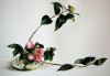 Ikebana - Cam�lia