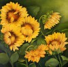 Tournesols