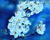 Cerisier Japon
