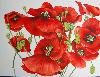 les coquelicots