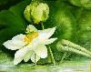Le lotus blanc