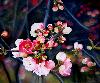Printemps au Japon
