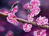 Prunier M�jiro Japon