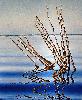 Reflets
