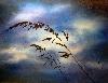 gramin�s