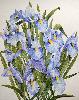 Les Iris