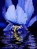 Reflets fleurs