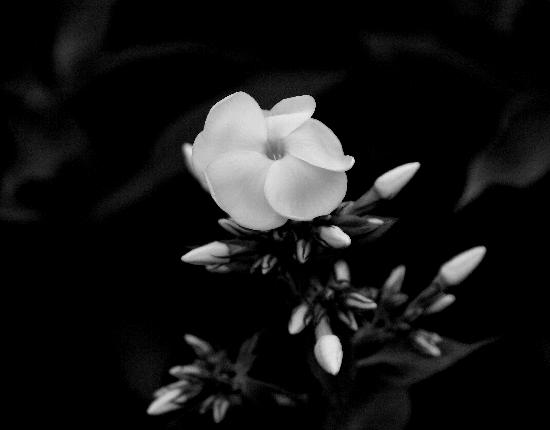 photographie artwindow - photographie