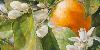 Orange Fleurie Orange Fleurie