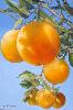 Vol d'Oranges Vol d'Oranges