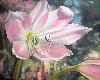 Lily Lily
