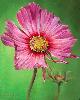 Cosmos Cosmos
