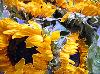 tournesols