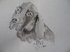 BRAQUE FRANCAIS 246 BRAQUE FRANCAIS 246