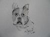 BOULEDOGUE FRANCAIS BOULEDOGUE FRANCAIS