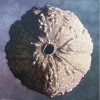 SEED PLANET SEED PLANET