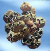 CLUSTER CLUSTER