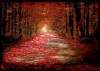 RicciR : red forrest
