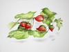 Phisalis