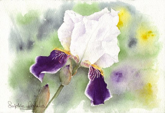 iris de mon jardin artwindow - iris de mon jardin