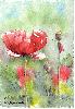 coquelicot