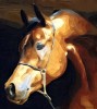 Chevaux