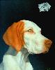portrait du chiot 