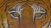 le regard du tigre le regard du tigre