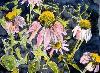echinacea 2