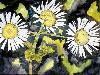 heath aster flower painting