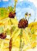 yellow coneflower