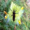 Images de la Nature