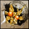 physallis