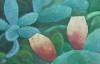 le fig bèrbère le fig bèrbère