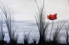 marji : coquelicot
