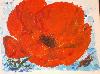 COEUR DE COQUELICOT