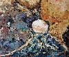Le coquillage cach�