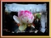 Rose de Glace