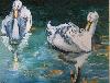 cygnes